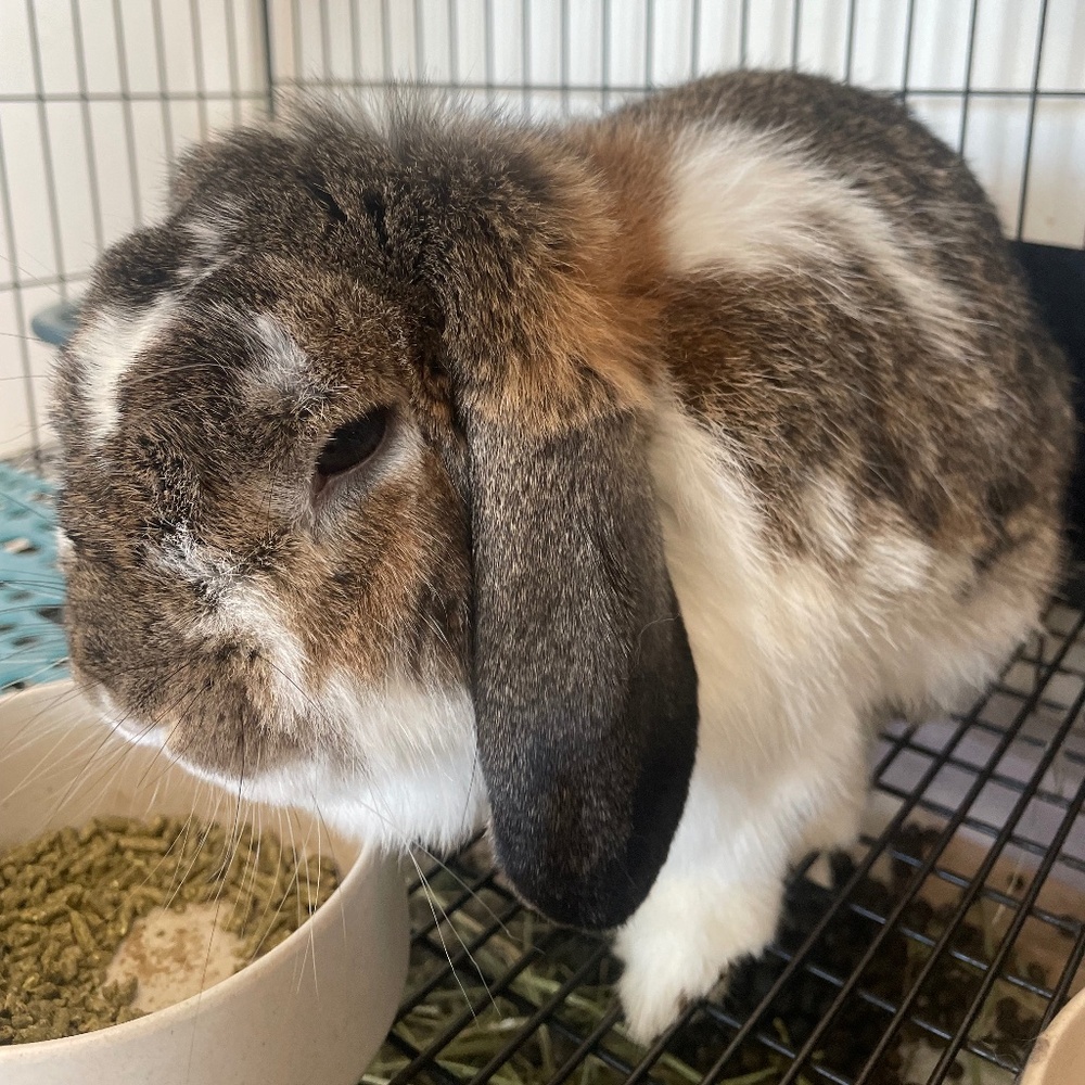 Meet your Posher, Ally Dee!